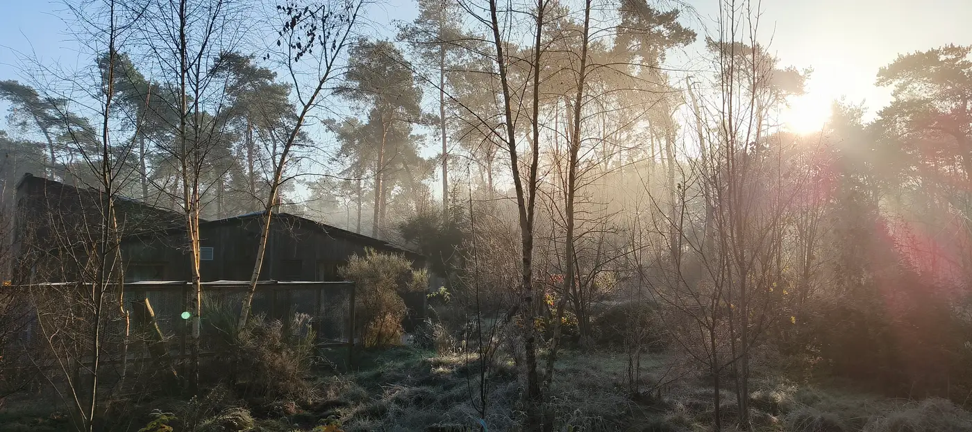Vakantiewoning Goriënbos tussen de dennen, in de ochtendzon